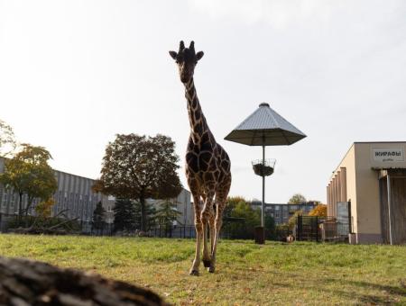 The Kaliningrad Zoo is a partner of the project